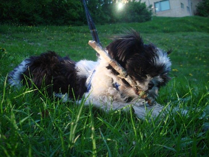 Shih tzu Louie /Dexter billede 6