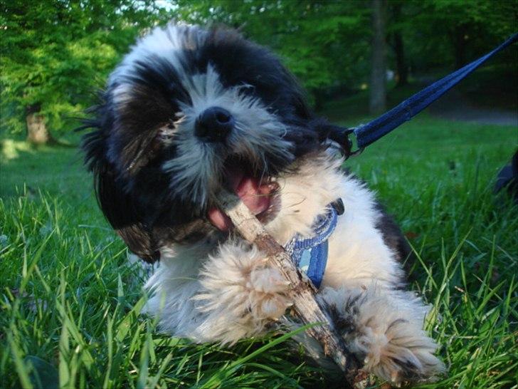 Shih tzu Louie /Dexter billede 7