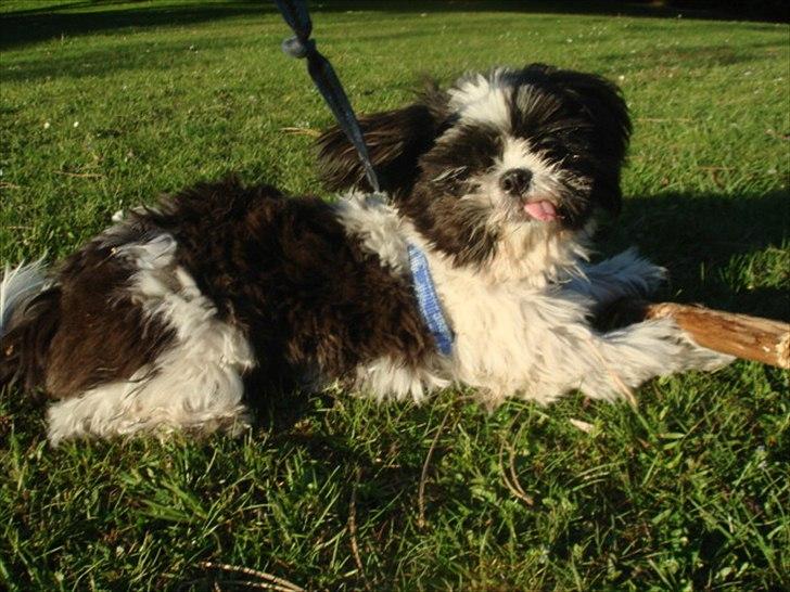 Shih tzu Louie /Dexter billede 8