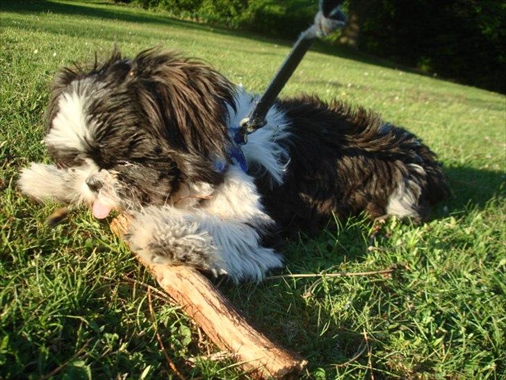 Shih tzu Louie /Dexter billede 9