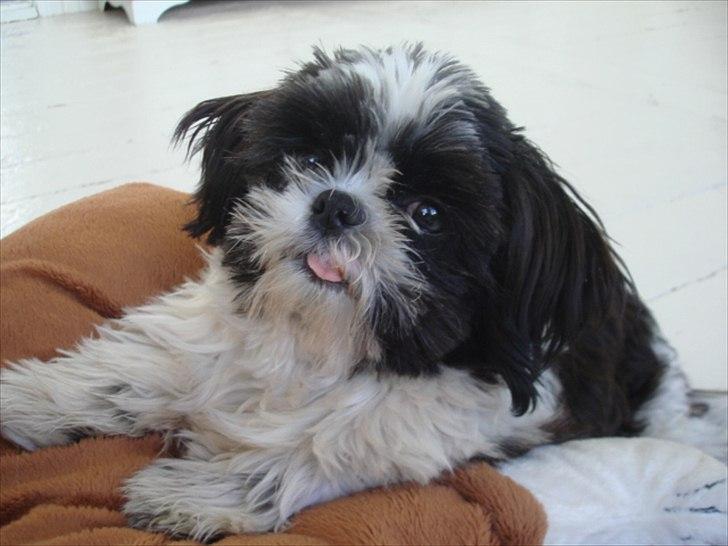 Shih tzu Louie /Dexter billede 10