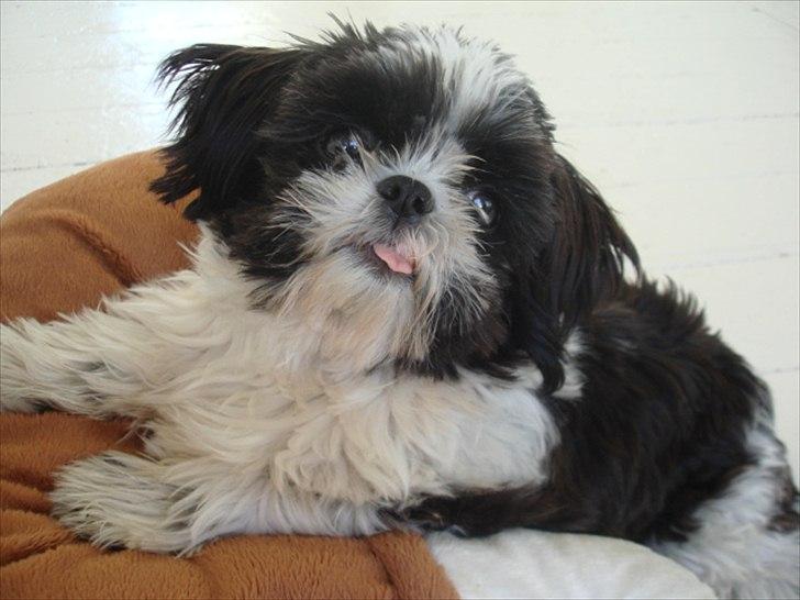 Shih tzu Louie /Dexter billede 11