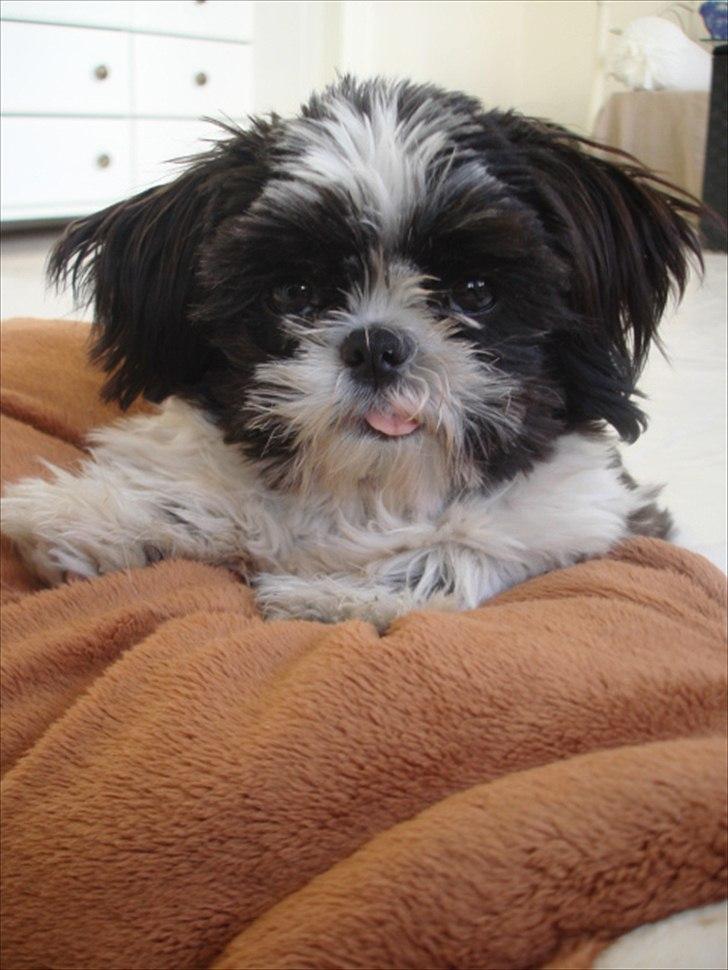 Shih tzu Louie /Dexter billede 12