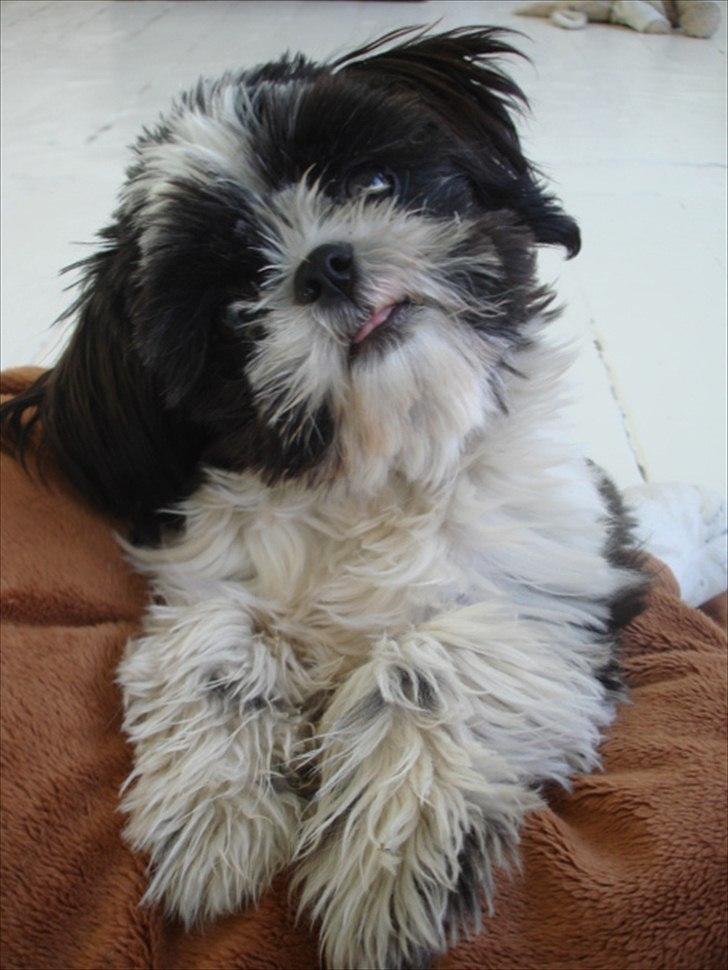 Shih tzu Louie /Dexter billede 13