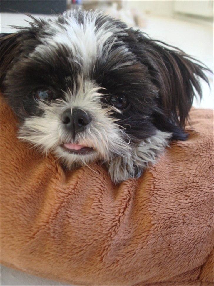 Shih tzu Louie /Dexter billede 14