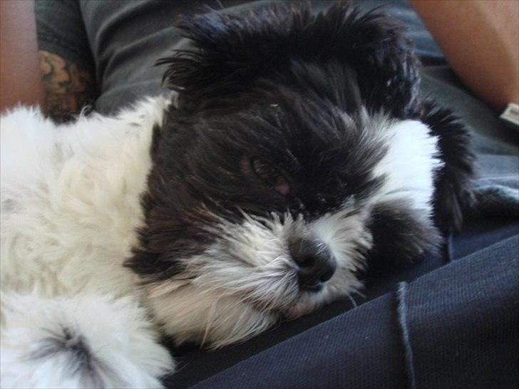 Shih tzu Louie /Dexter billede 15