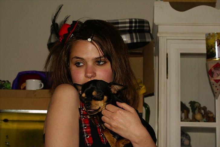 Chihuahua | Tyson - Det er så min søde ejer :D billede 5