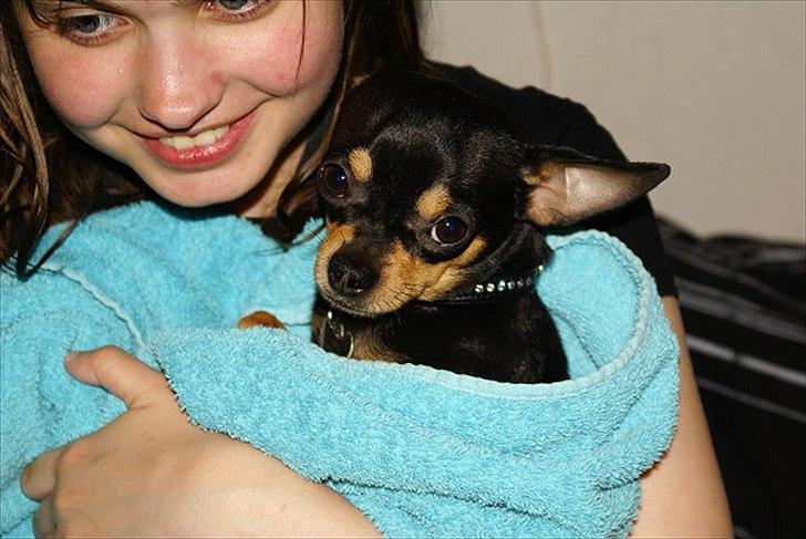 Chihuahua | Tyson - Efter en kold og våd gåtur... billede 6