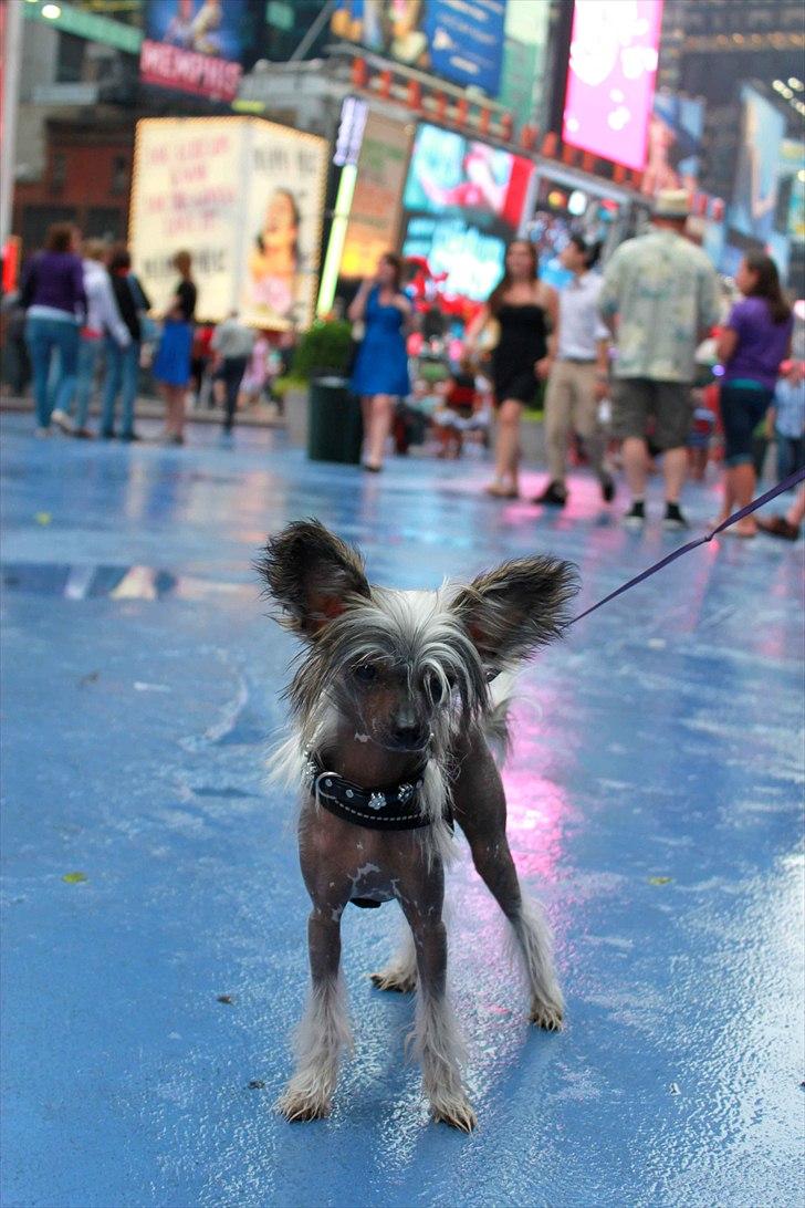 Chinese crested hårløs } Chelsy - 22. Juni, 2011. billede 9