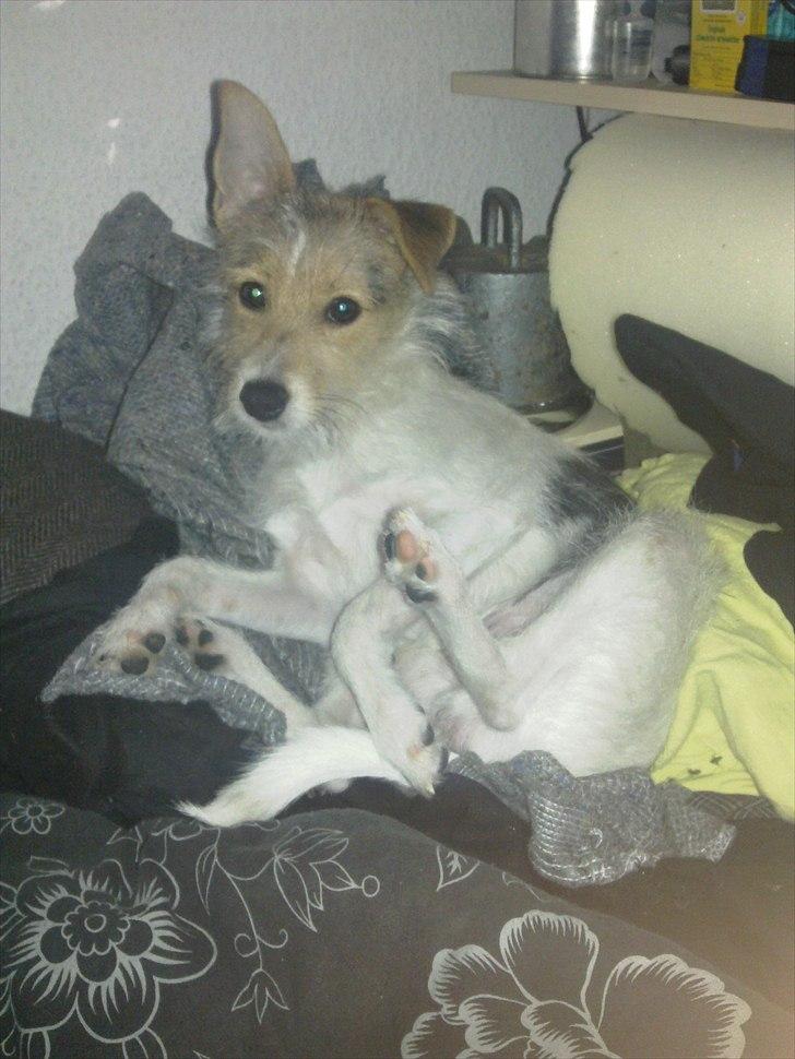 Blanding af racer Freke - Man kan ikke stå for det knækkede øre og skægget ;)  billede 1