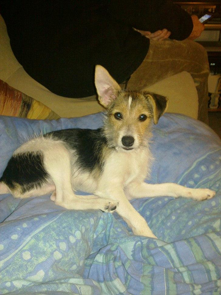 Blanding af racer Freke - Nårh...... billede 2