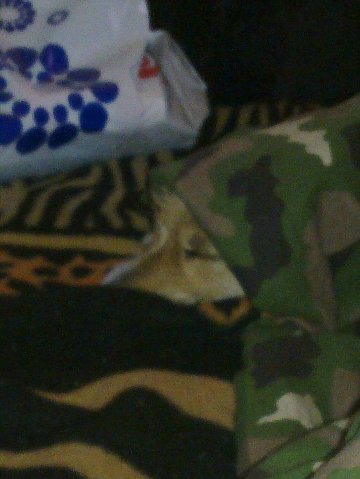 Blanding af racer Freke - Godt man kan sove for katten bare man er sløret ordentligt billede 3