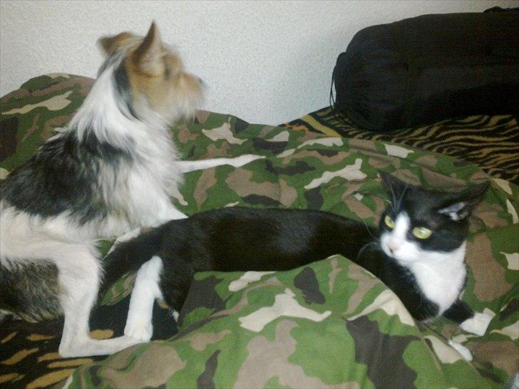 Blanding af racer Freke - Hvis du sikre den ene vej Chico så sikre jeg den anden vej! billede 4