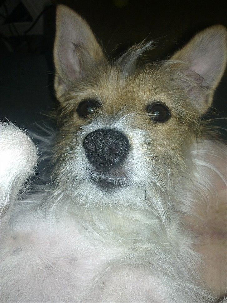 Blanding af racer Freke - Kan man stå for det skæg? billede 5