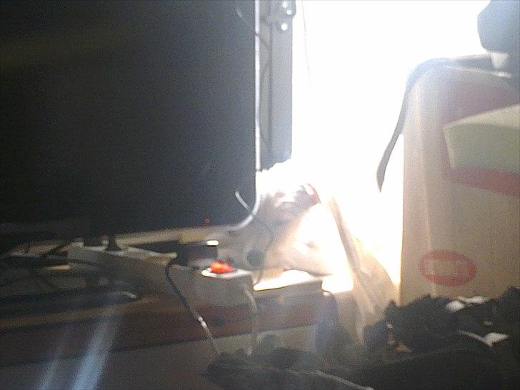 Blanding af racer Freke - alt er strålende skønt billede 6