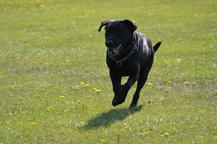 Labrador retriever King billede 6
