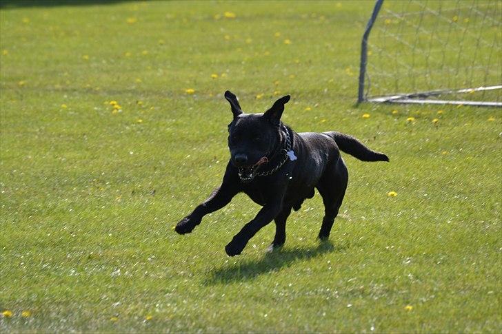 Labrador retriever King billede 7