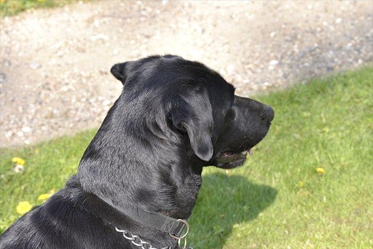 Labrador retriever King billede 8