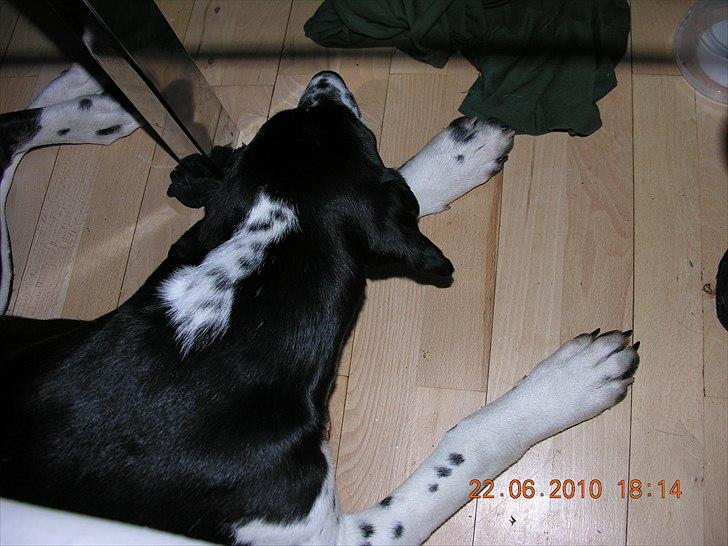 Blanding af racer Alberte billede 2