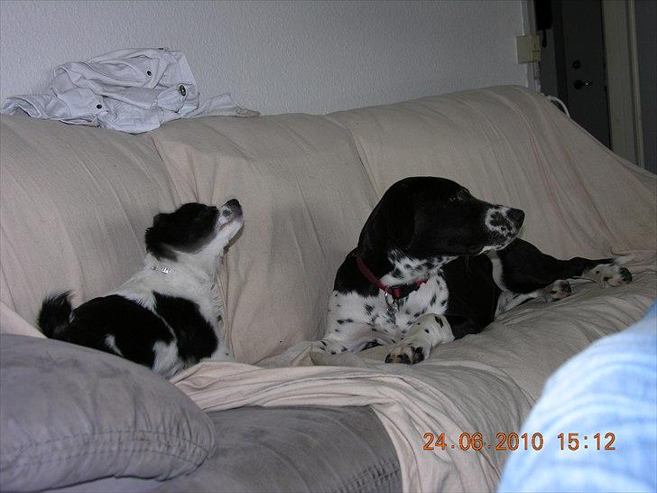 Blanding af racer Alberte billede 4