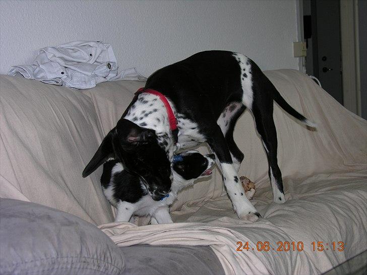 Blanding af racer Alberte billede 5