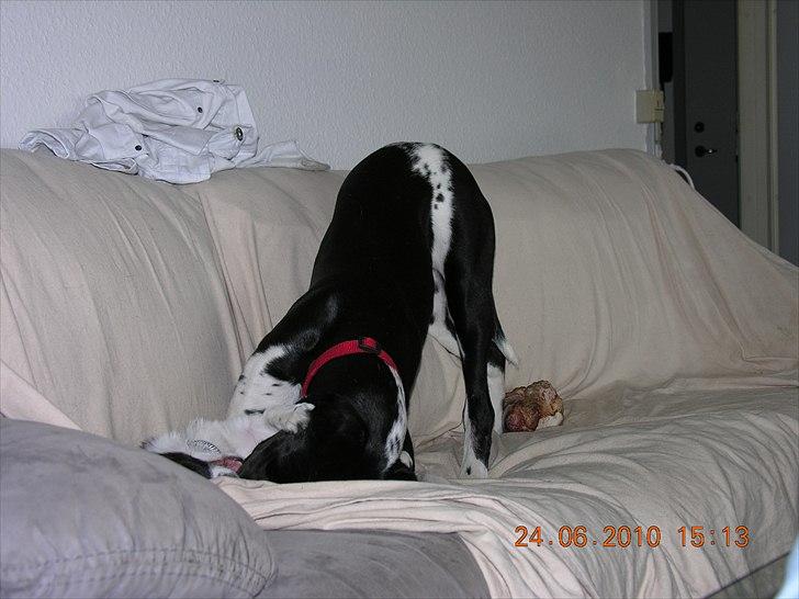 Blanding af racer Alberte billede 6