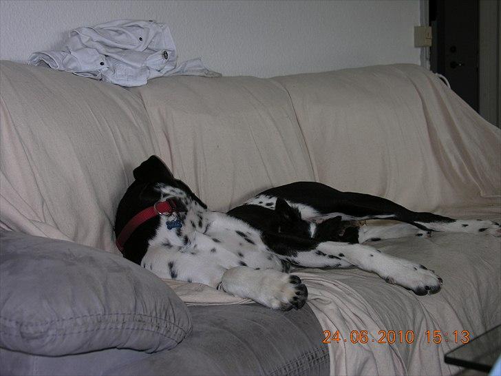 Blanding af racer Alberte billede 7