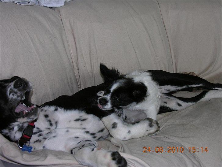 Blanding af racer Alberte billede 8