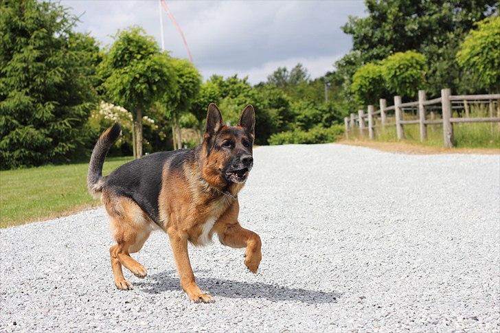 Schæferhund Jasko billede 18