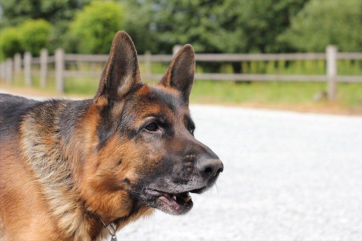 Schæferhund Jasko billede 19