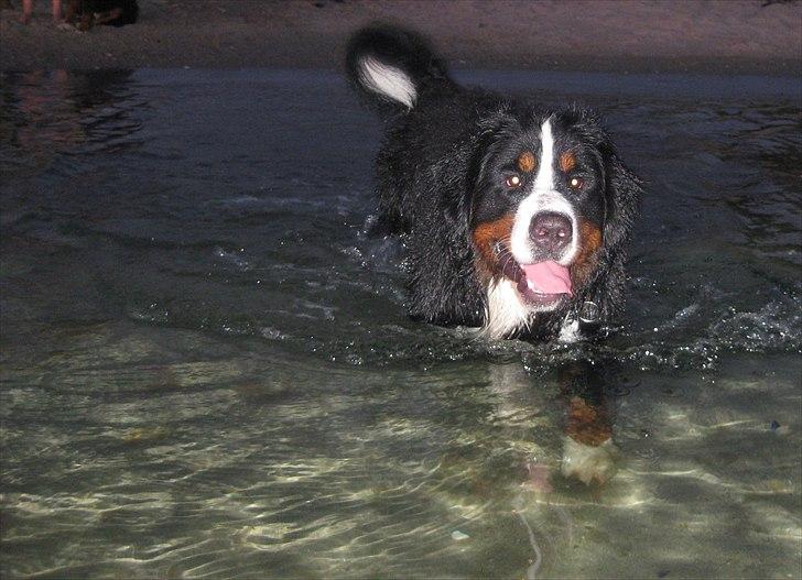 Berner sennenhund Janus - maj 2011 billede 12