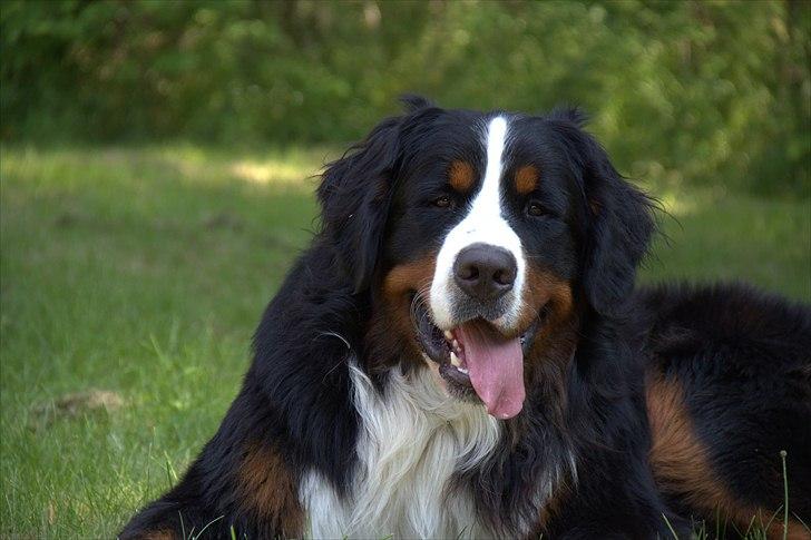 Berner sennenhund Janus - maj 2011 billede 13