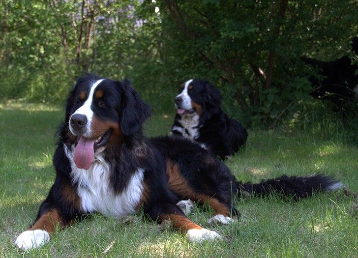 Berner sennenhund Janus billede 14