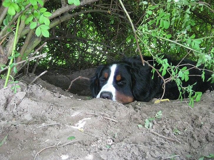 Berner sennenhund Janus billede 15