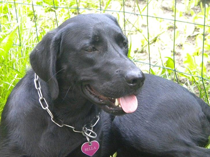 Labrador retriever FM1 Bella <3 - Velkommen Til Bella´s profil billede 1