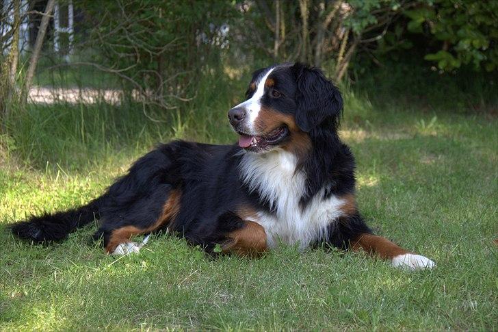 Berner sennenhund Senna billede 17