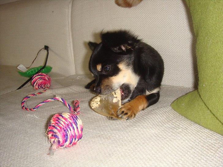 Chihuahua Papaya - <3 billede 6