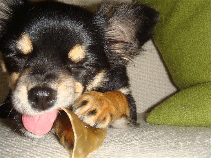 Chihuahua Papaya - mm kødben! billede 7