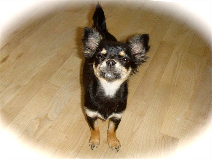 Chihuahua Papaya - Papaya <3 billede 8