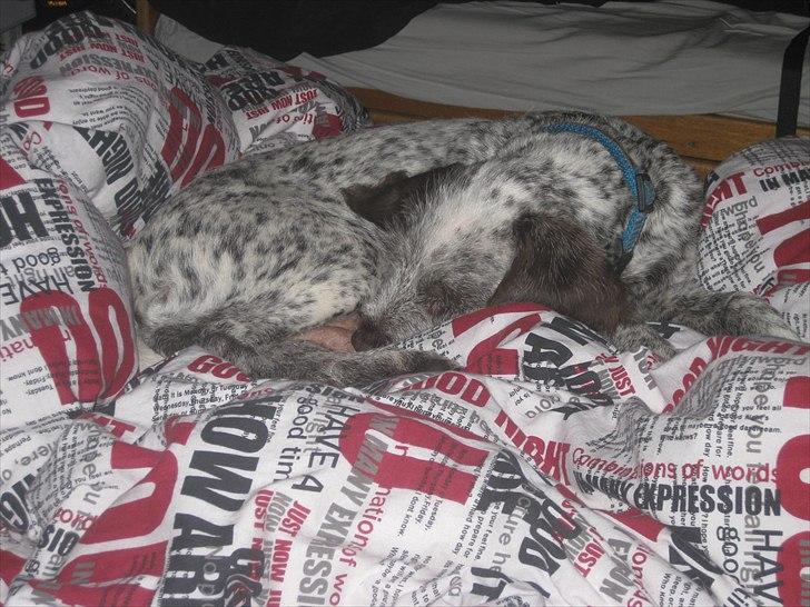 Blanding af racer Cocio billede 7