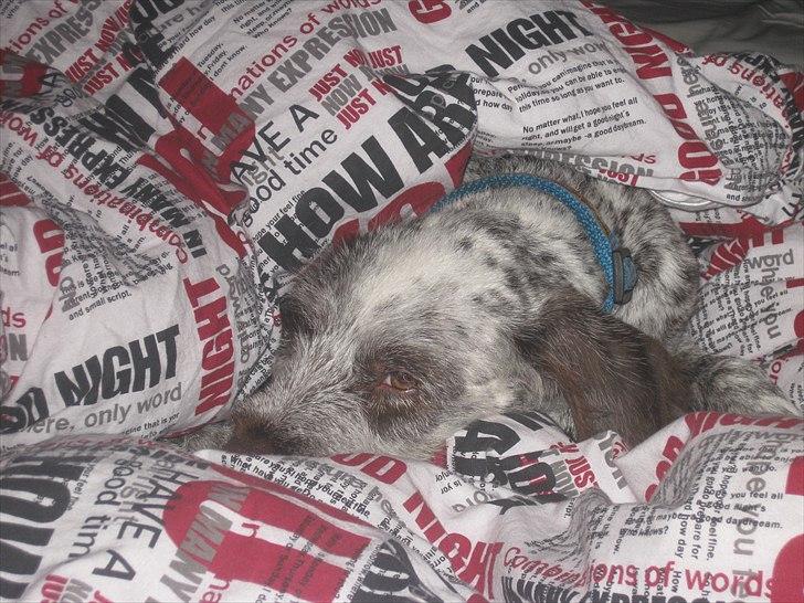 Blanding af racer Cocio billede 8