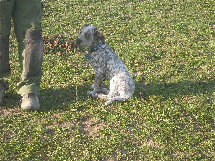 Blanding af racer Cocio billede 9