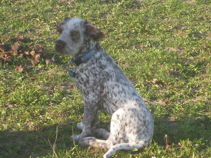 Blanding af racer Cocio billede 10