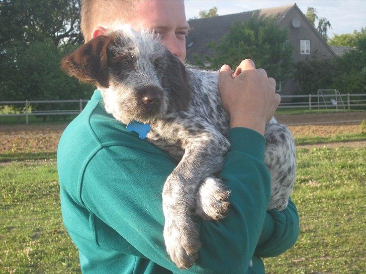 Blanding af racer Cocio billede 11