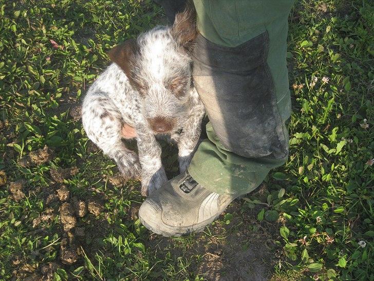 Blanding af racer Cocio billede 13