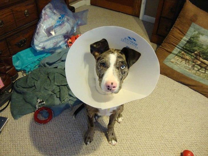 Blanding af racer > Houla Dane ] Zano billede 13