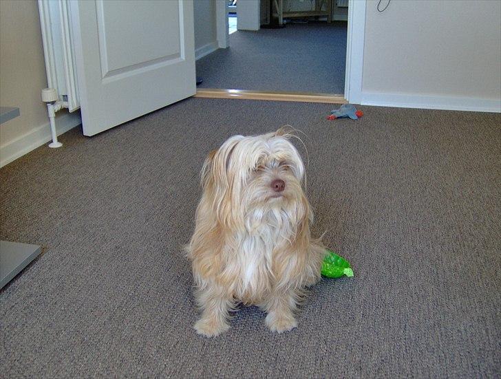 Blanding af racer Harley - Sådan ser jeg ud nu 1 år gammel billede 1