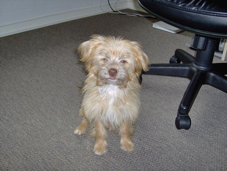 Blanding af racer Harley - Ikke til at stå for billede 2