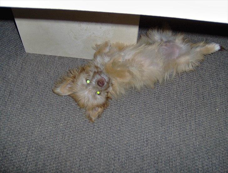 Blanding af racer Harley - Uh ha da billede 3