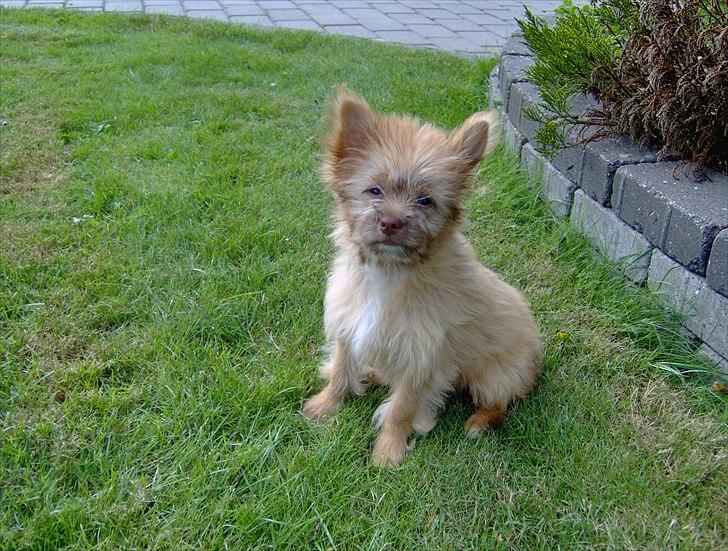 Blanding af racer Harley - Baby Harley billede 4